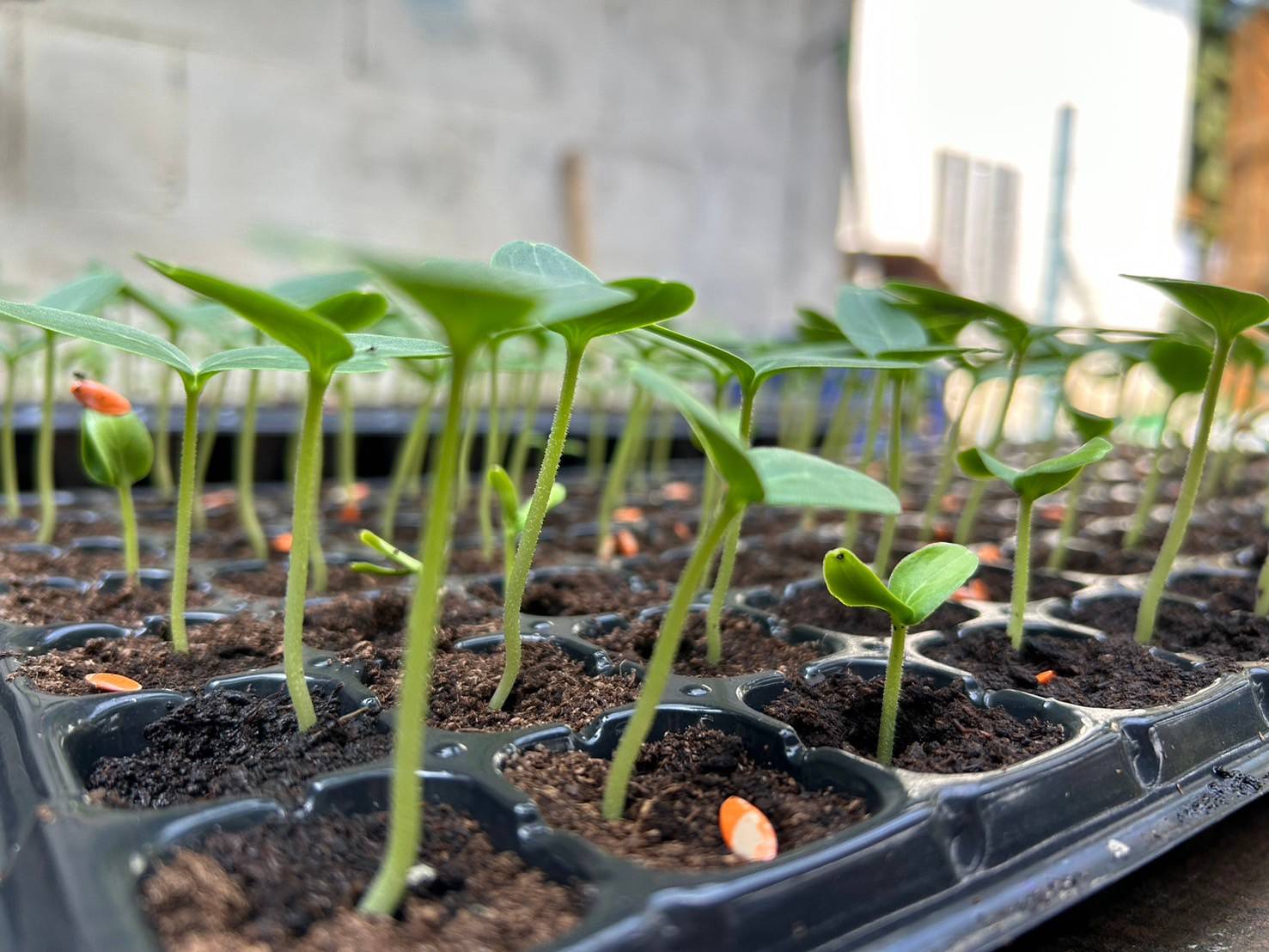 Cucumber farm