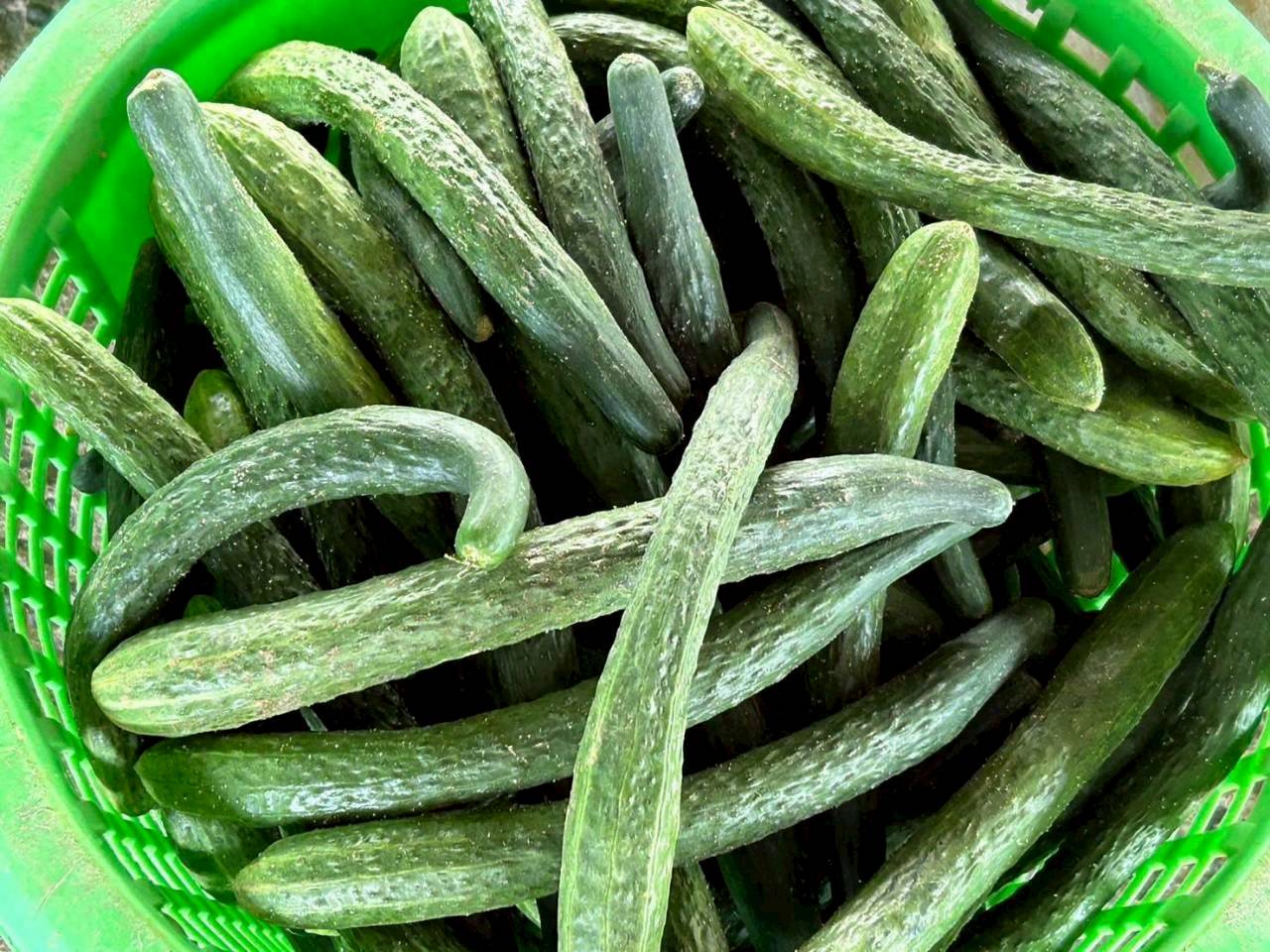 Pickled Cucumber 8