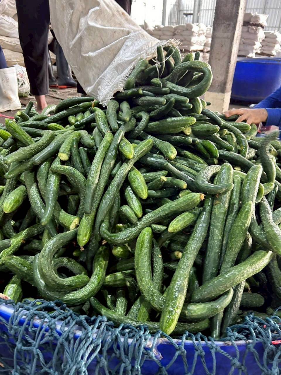 Pickled Cucumber 9