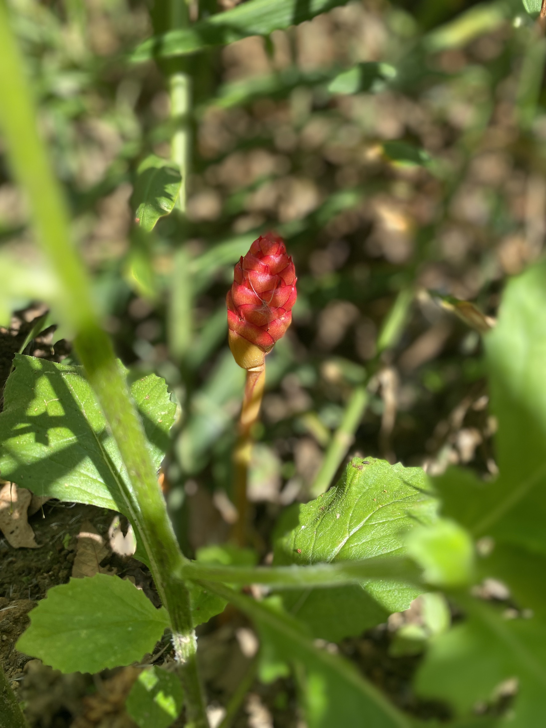 Ginger flower growing on a farm in Northern Thailand